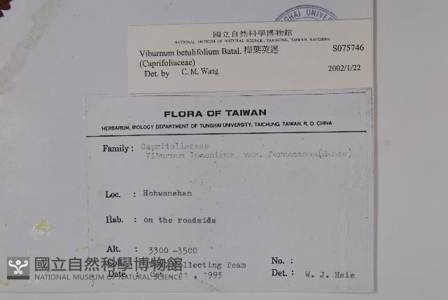 樺葉莢迷、玉山莢迷藏品圖，第2張