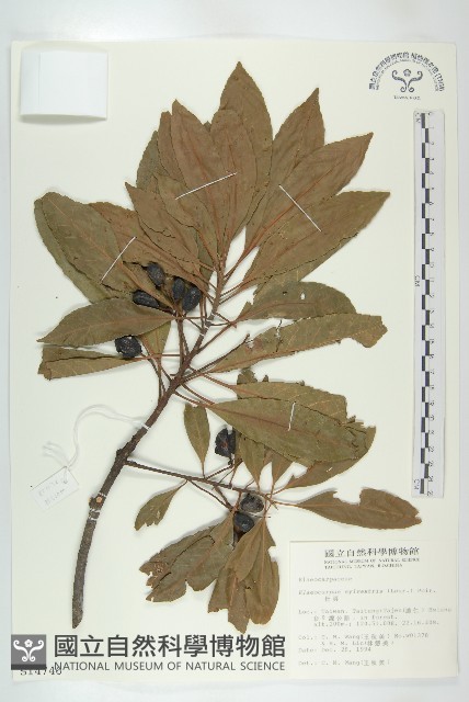 杜英、山杜英、蘭嶼杜英藏品圖，第1張