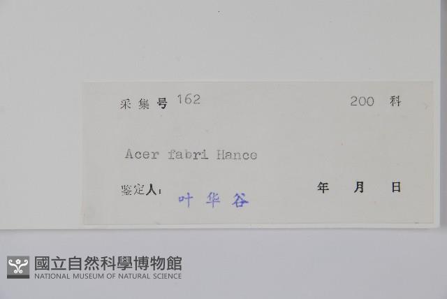 紅翅槭藏品圖，第2張