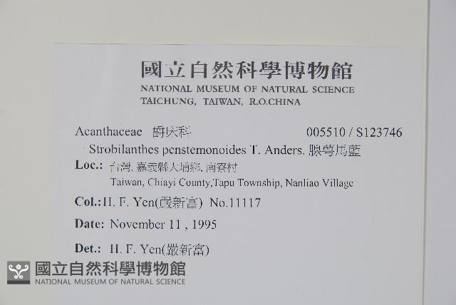 腺萼馬藍藏品圖，第2張