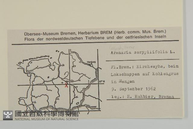 無心菜、鵝不食草藏品圖，第2張