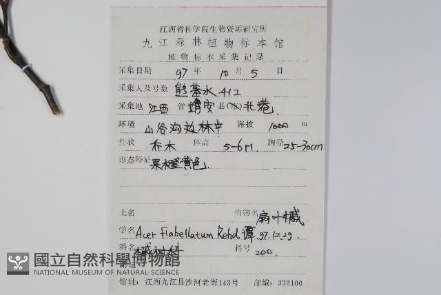 扇葉槭藏品圖，第2張