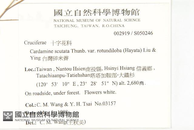 台灣碎米薺藏品圖，第2張