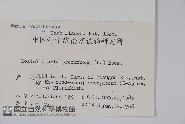 爵床、六角英藏品圖，第2張