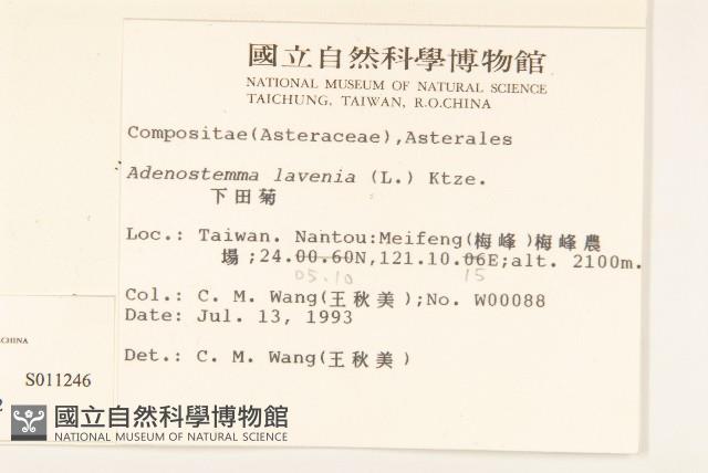 小米菊藏品圖，第2張