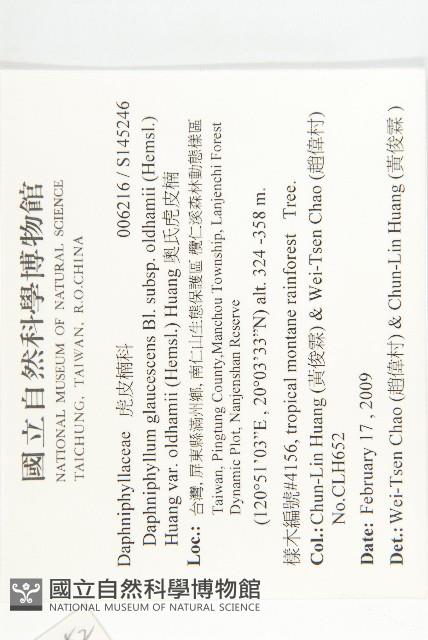 奧氏虎皮楠藏品圖，第2張