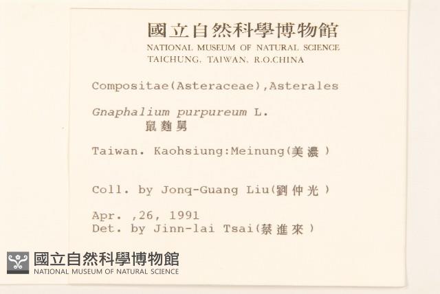 鼠麴舅藏品圖，第2張