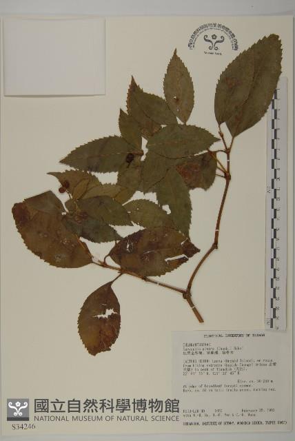 草珊瑚、紅果金粟蘭藏品圖，第1張