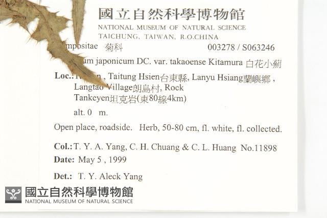 白花小薊藏品圖，第2張