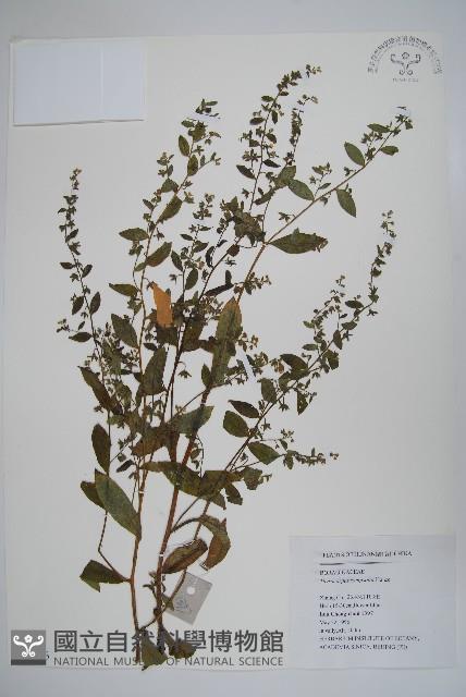 盾果草藏品圖，第1張