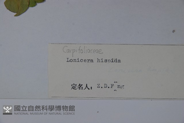 剛毛忍冬藏品圖，第2張