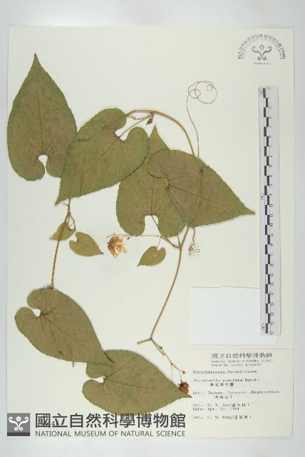 斑花青牛膽藏品圖，第1張