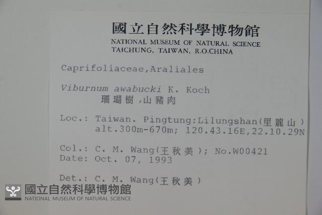 珊瑚樹藏品圖，第2張