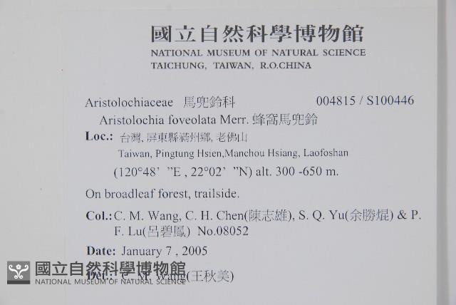 蜂窩馬兜鈴藏品圖，第2張