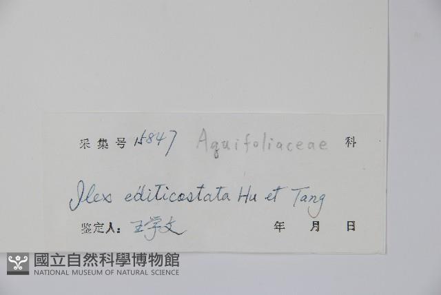 凸脈冬青藏品圖，第2張