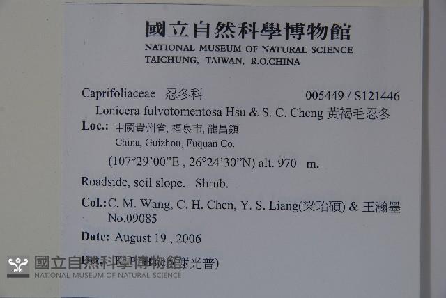 黃褐毛忍冬藏品圖，第2張