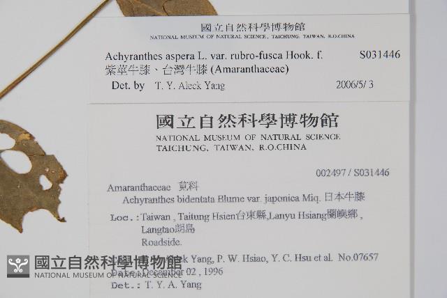 紫莖牛膝、台灣牛膝藏品圖，第2張