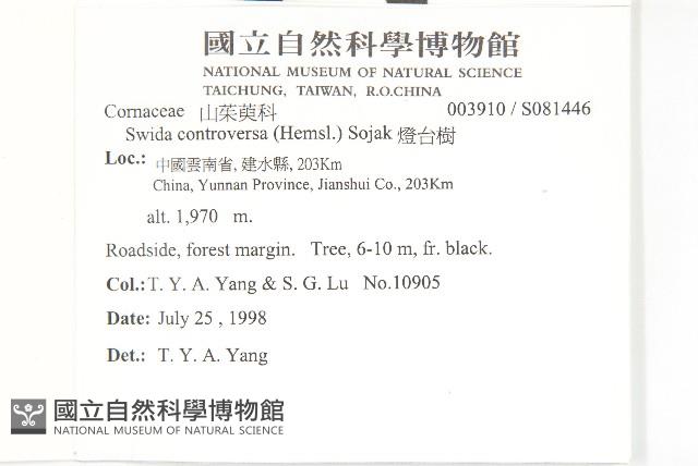 燈台樹藏品圖，第2張