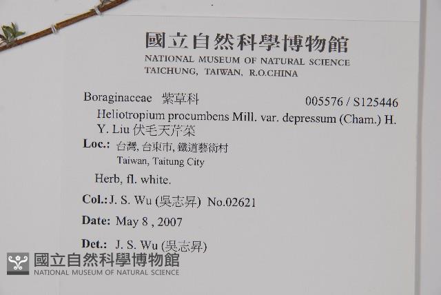 伏毛天芹菜藏品圖，第2張