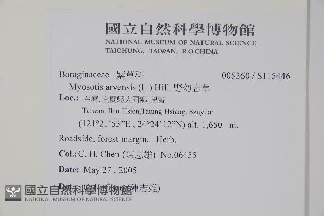 野勿忘草藏品圖，第2張