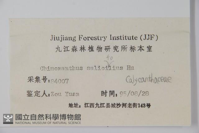 柳葉腊梅藏品圖，第2張