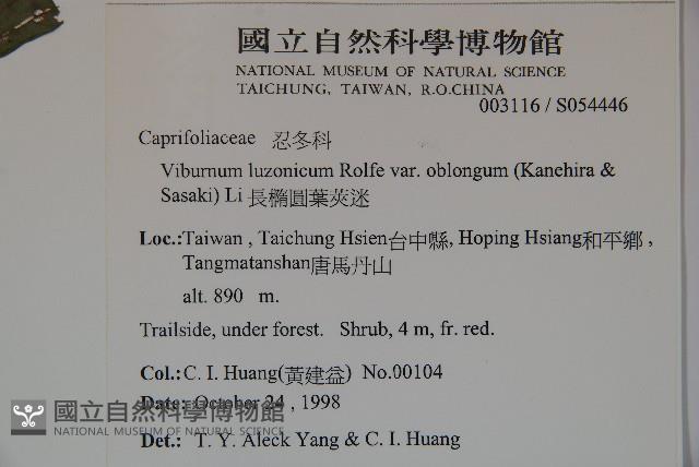 長橢圓葉莢迷藏品圖，第2張