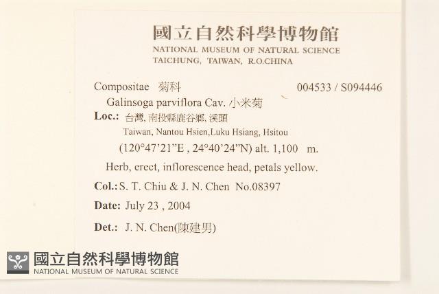 小米菊藏品圖，第2張