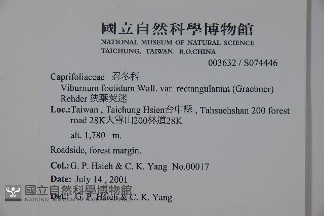 狹葉莢迷藏品圖，第2張