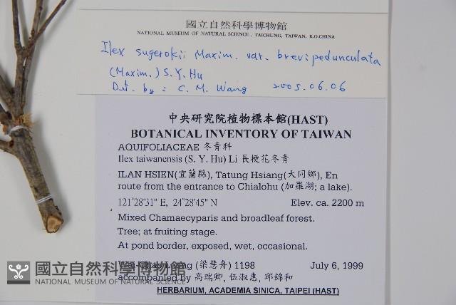 太平山冬青藏品圖，第2張