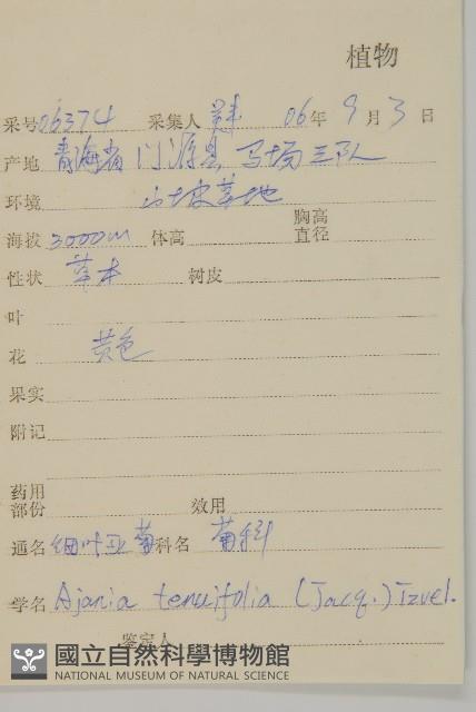 細葉亞菊藏品圖，第2張