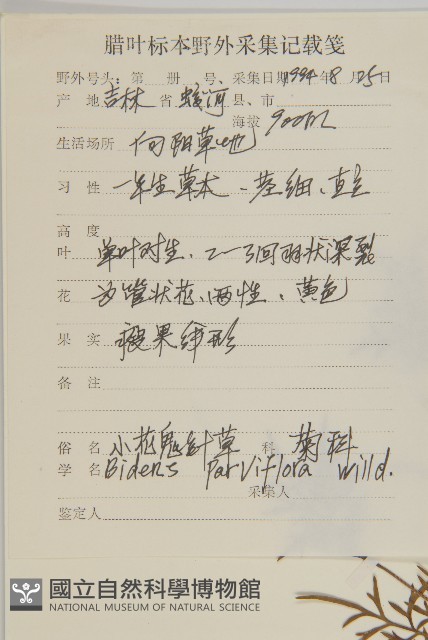 小花鬼針草藏品圖，第2張
