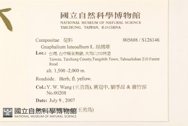 絲綿草藏品圖，第2張