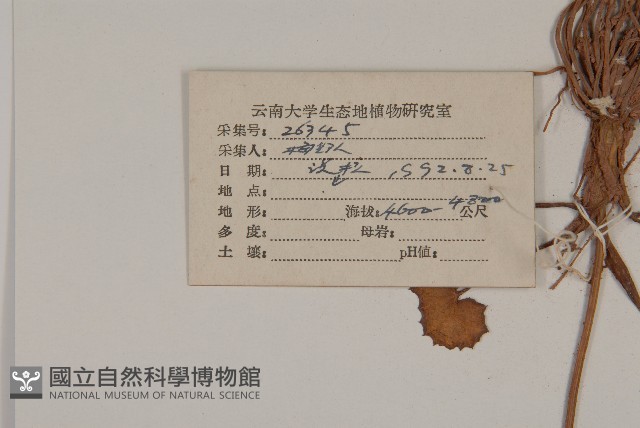 喜馬拉雅垂頭菊藏品圖，第2張