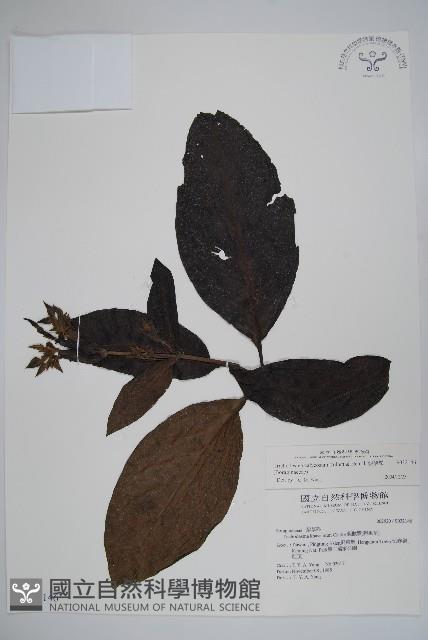 假酸漿藏品圖，第1張