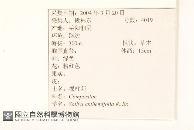 假吐金菊藏品圖，第2張
