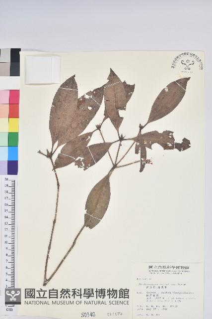 西施花、青紫木藏品圖，第1張