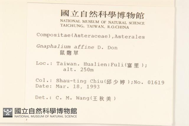 鼠麴草藏品圖，第2張