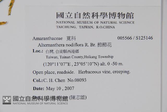 節節花藏品圖，第2張