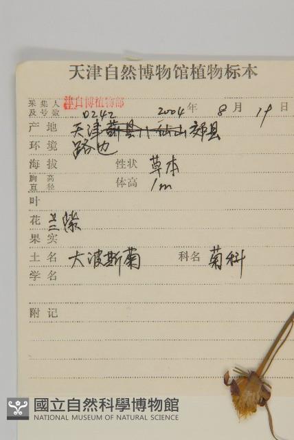 大波斯菊藏品圖，第2張