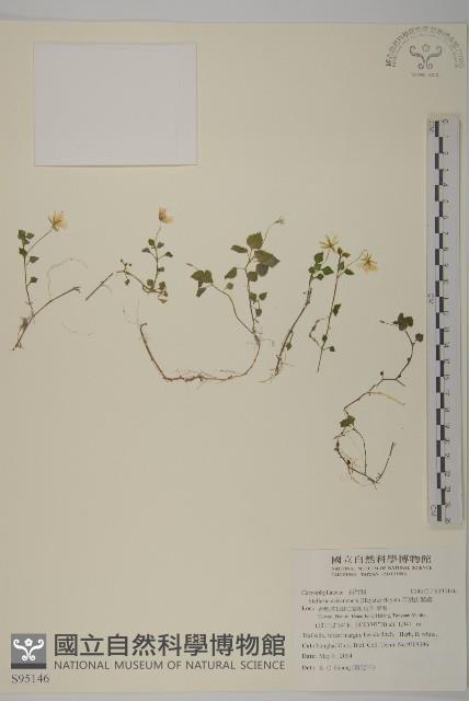 阿里山繁縷藏品圖，第1張