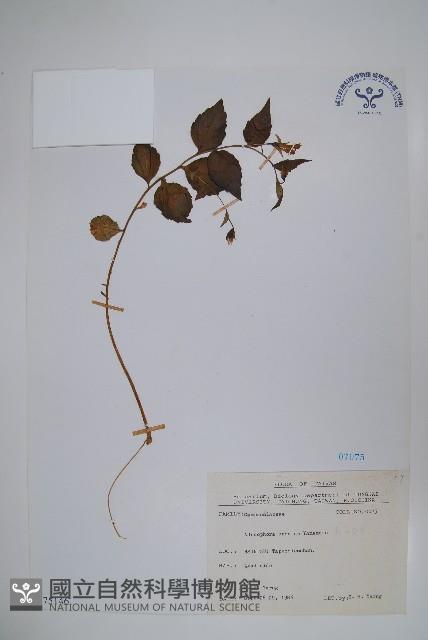 高山沙參藏品圖，第1張