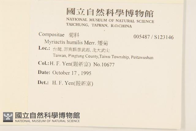 矮菊藏品圖，第2張