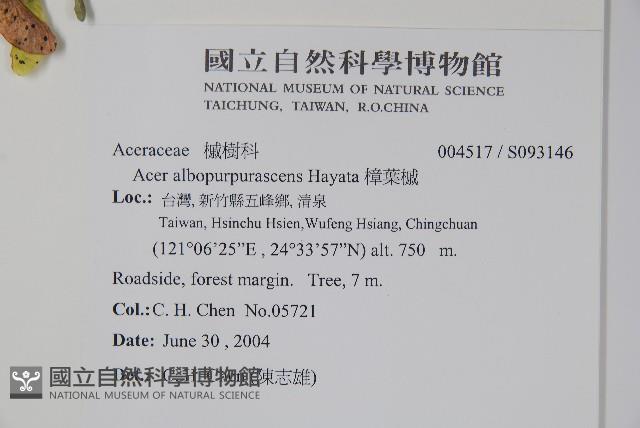 樟葉槭, 飛蛾子樹藏品圖，第2張