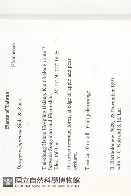 山柿, 山豆柿藏品圖，第2張