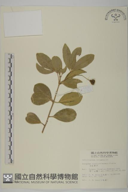 交趾衛矛藏品圖，第1張