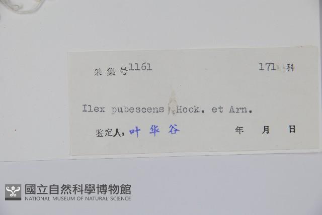 密毛假黃楊藏品圖，第2張