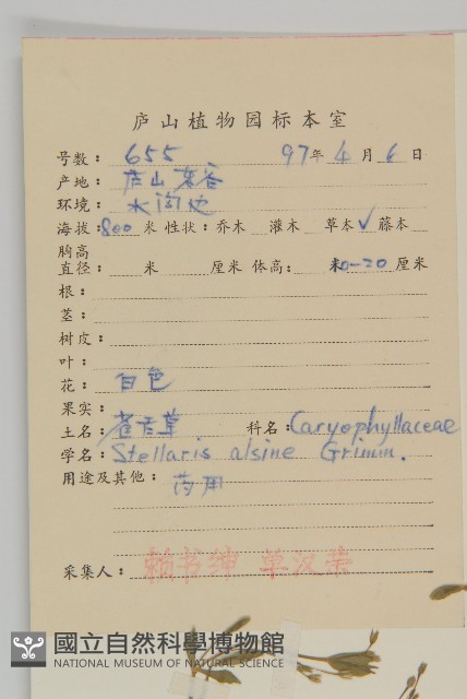 雀舌草藏品圖，第2張