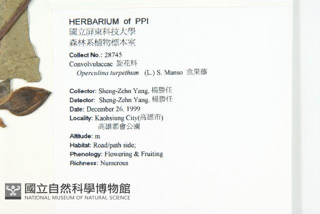 盒果藤藏品圖，第2張