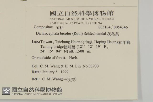 茯苓菜藏品圖，第2張