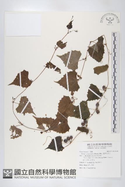 黑果馬交兒藏品圖，第1張